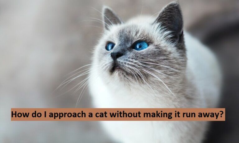 How do I approach a cat without making it run away