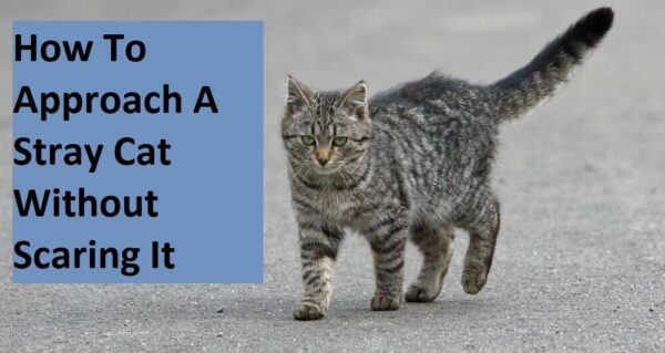 How To Approach A Stray Cat Without Scaring It