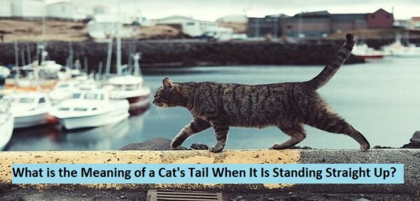 What is the Meaning of a Cat's Tail When It Is Standing Straight Up?