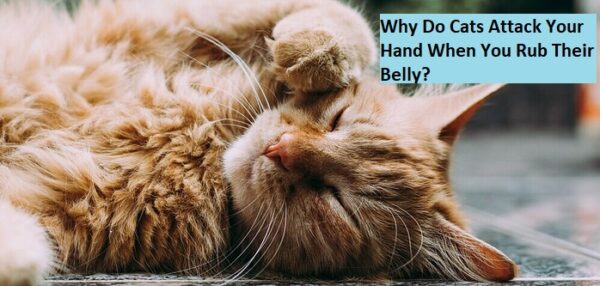 Why do cats attack your hand when you rub their belly?