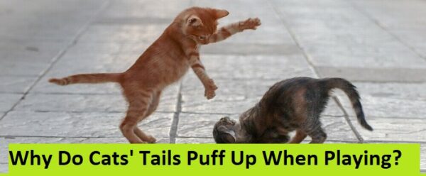 Why Do Cats' Tails Puff Up When Playing