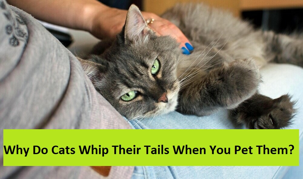  Why Do Cats Whip Their Tails When You Pet Them?