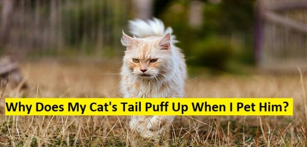 Why Does My Cat's Tail Puff Up When I Pet Him?