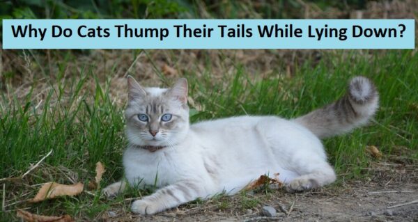 Why Do Cats Thump Their Tails While Lying Down