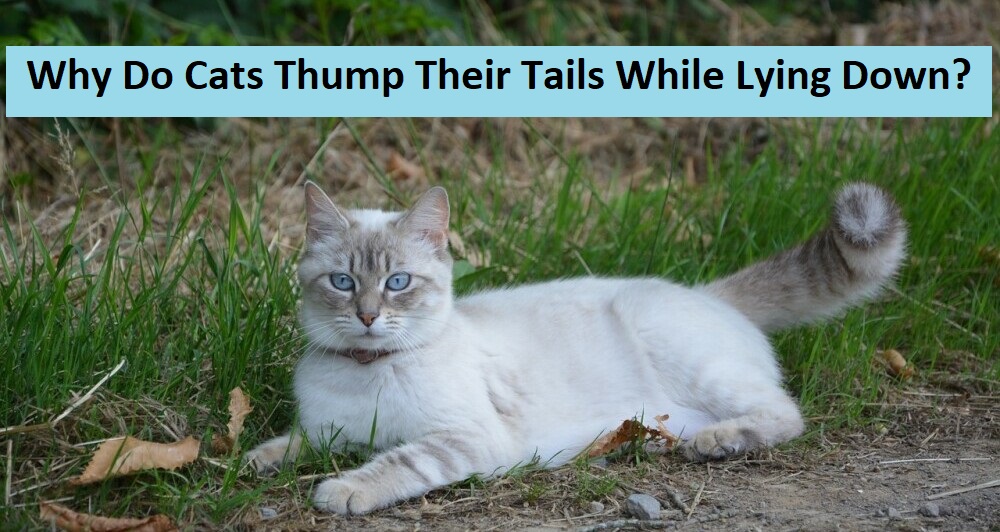 why-do-cats-thump-their-tails-while-lying-down-get-the-facts