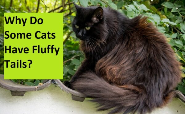 Why do some cats have fluffy tails?