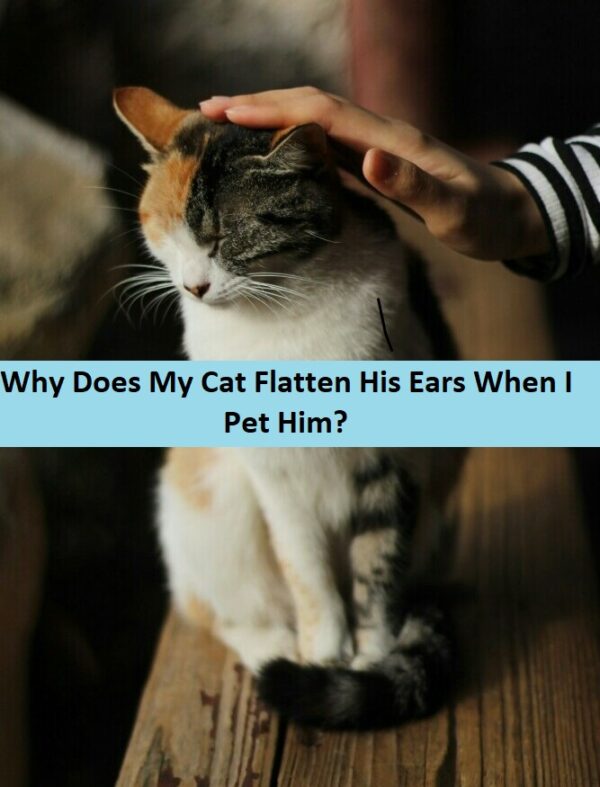 Why Does My Cat Body Slam Me? Answers Here!