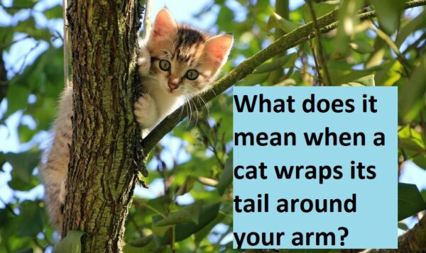 What does it mean when a cat wraps its tail around your arm?